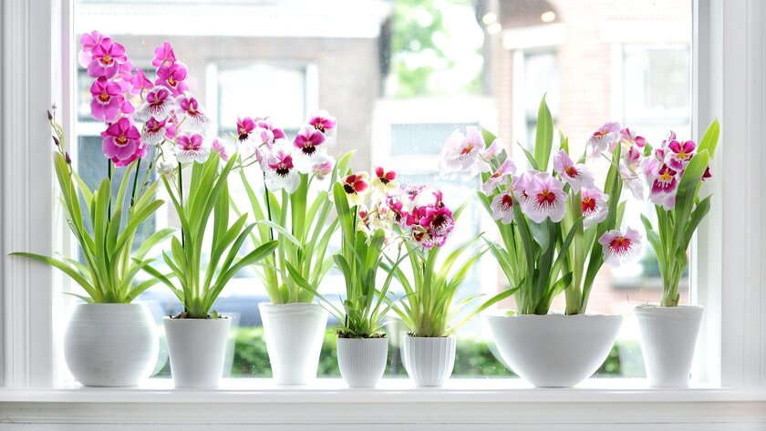 Prirodna nega orhideja belim lukom