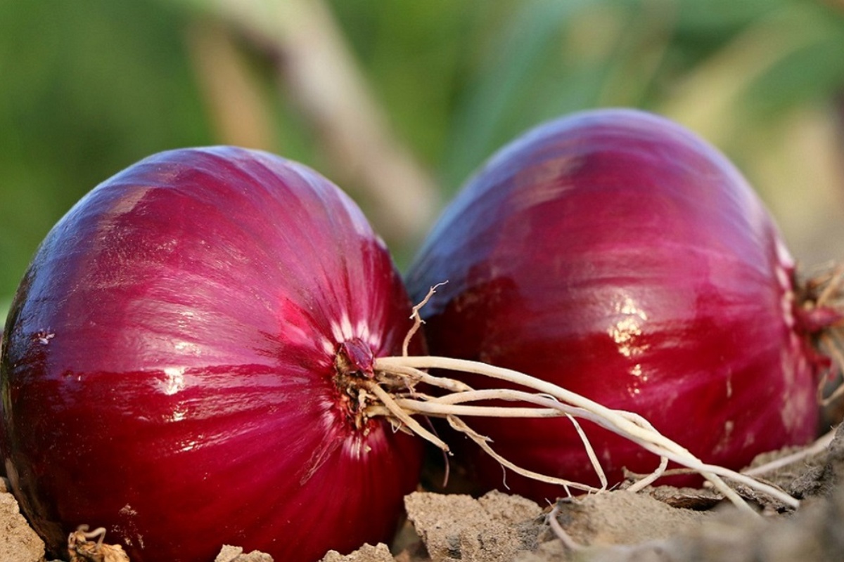 Rasečen crni luk na noćnom ormariću za zdravlje