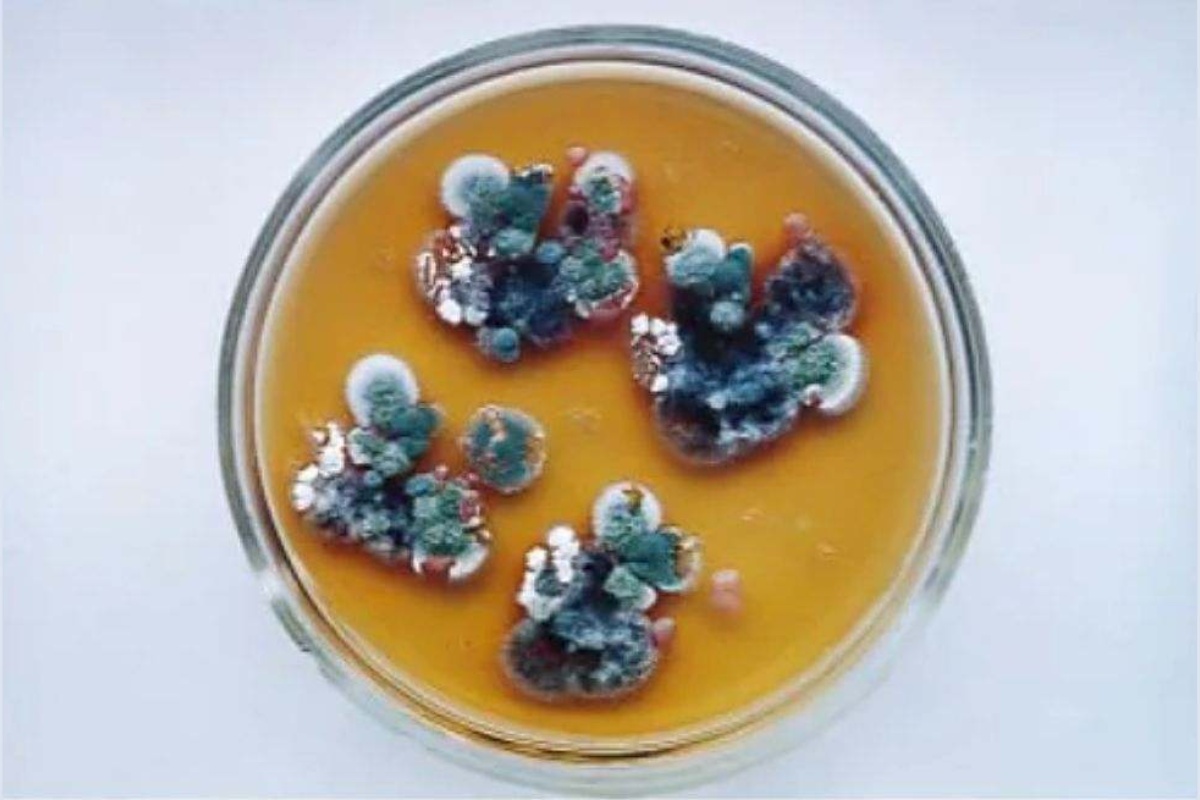 Crna gljiva iz Černobilja koja apsorbuje radijaciju