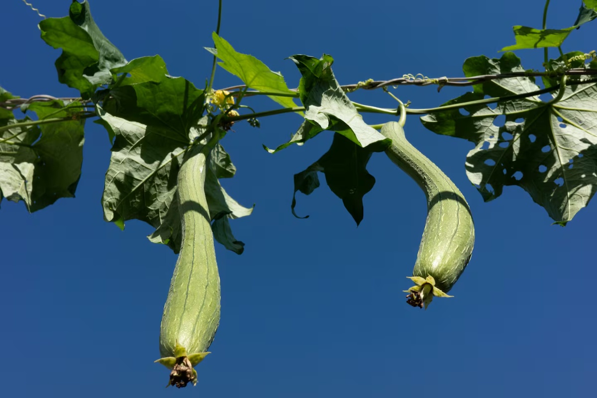 Prirodna lufa sunđer za pranje sudova