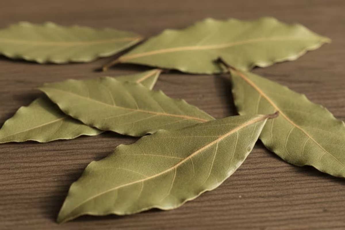 Lovorov list kao simbol finansijske jasnoće u novčaniku