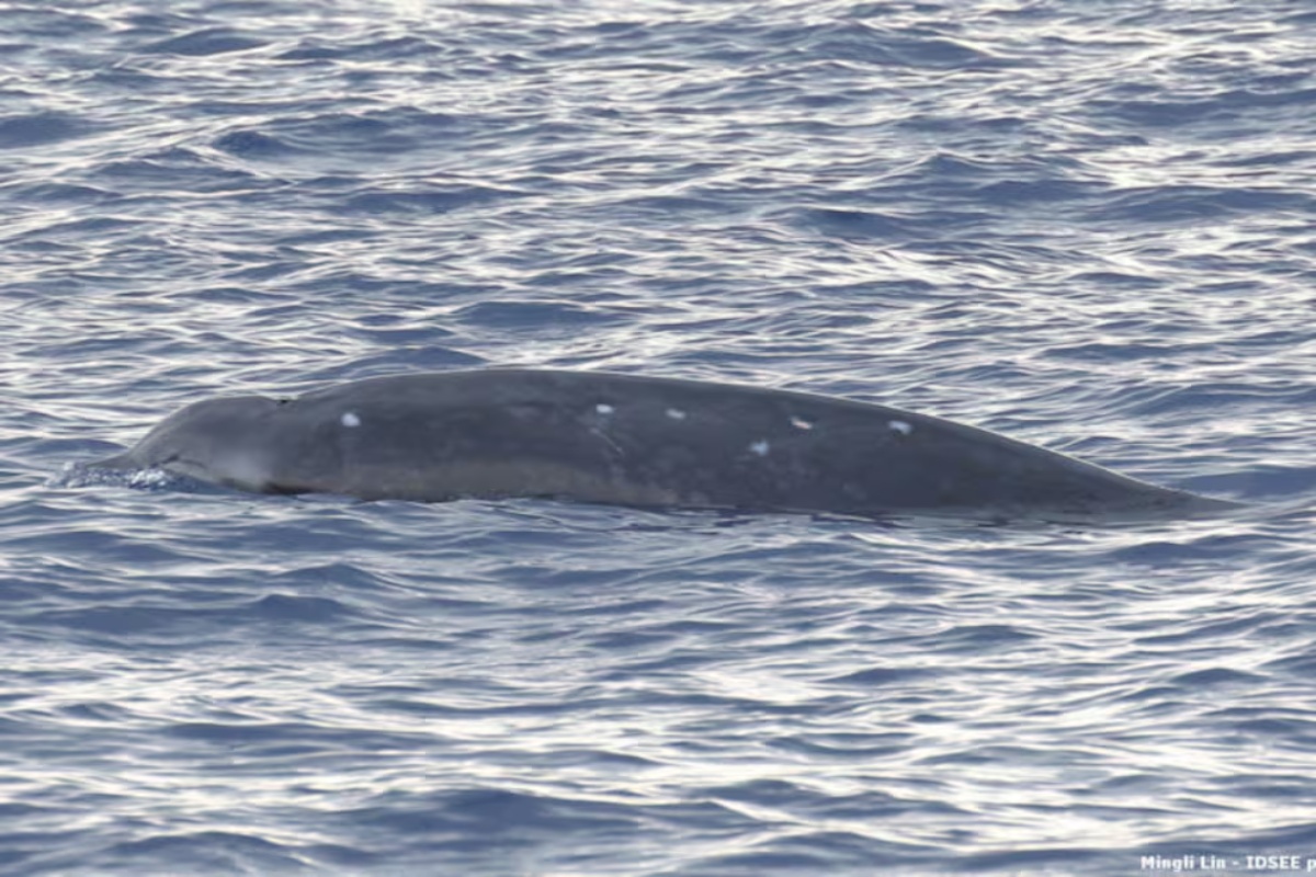 Snimak retkog japanskog zifija u dubinama okeana