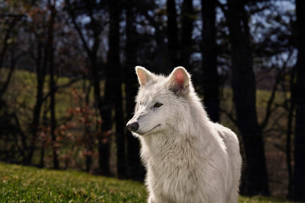 IUCN kongres o biodiverzitetu u Abu Dabiju