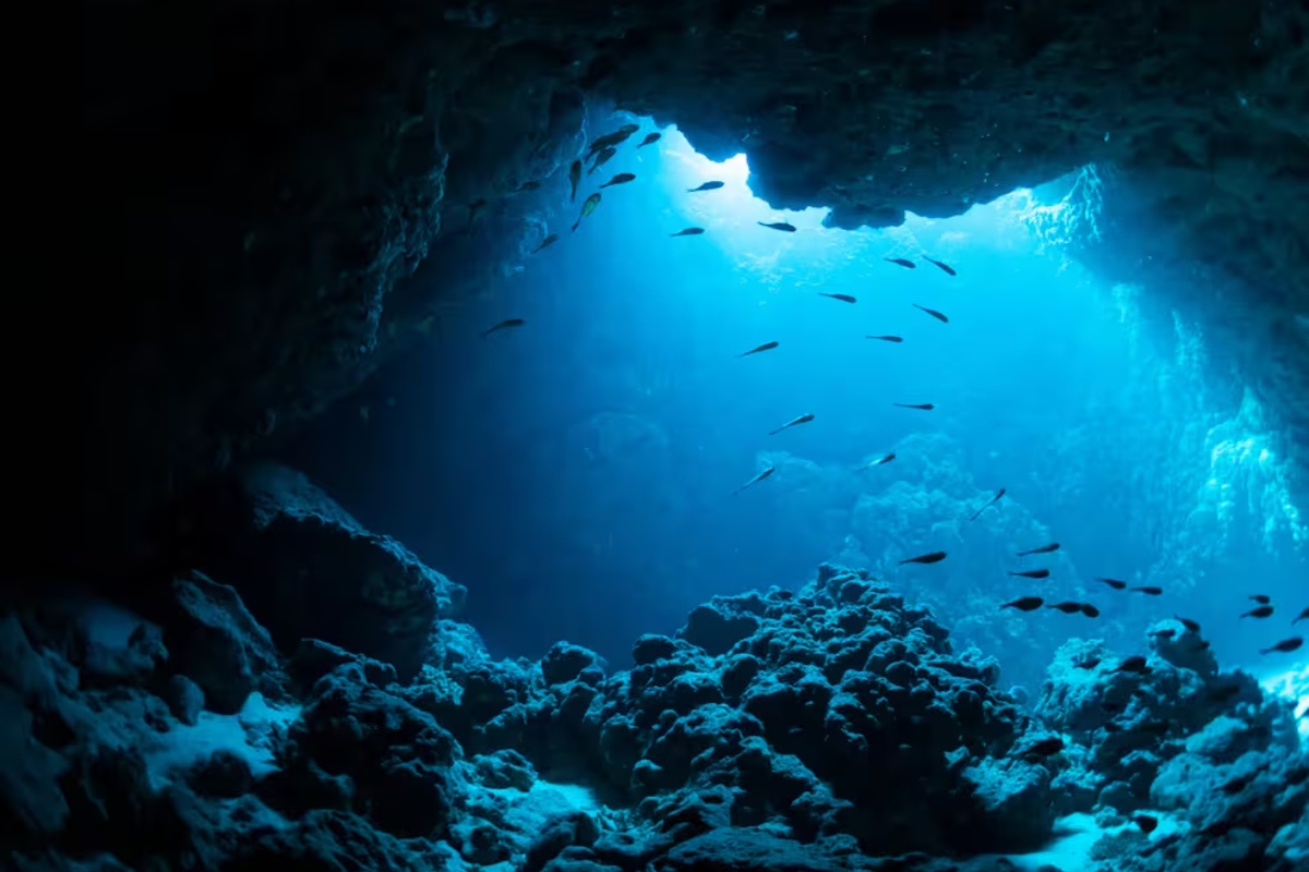 Detaljan prikaz morfologije japanskog zifija