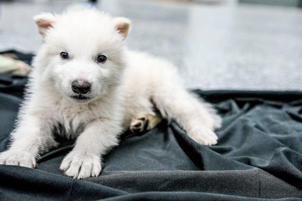 DNK lanci i genetska modifikacija vrsta