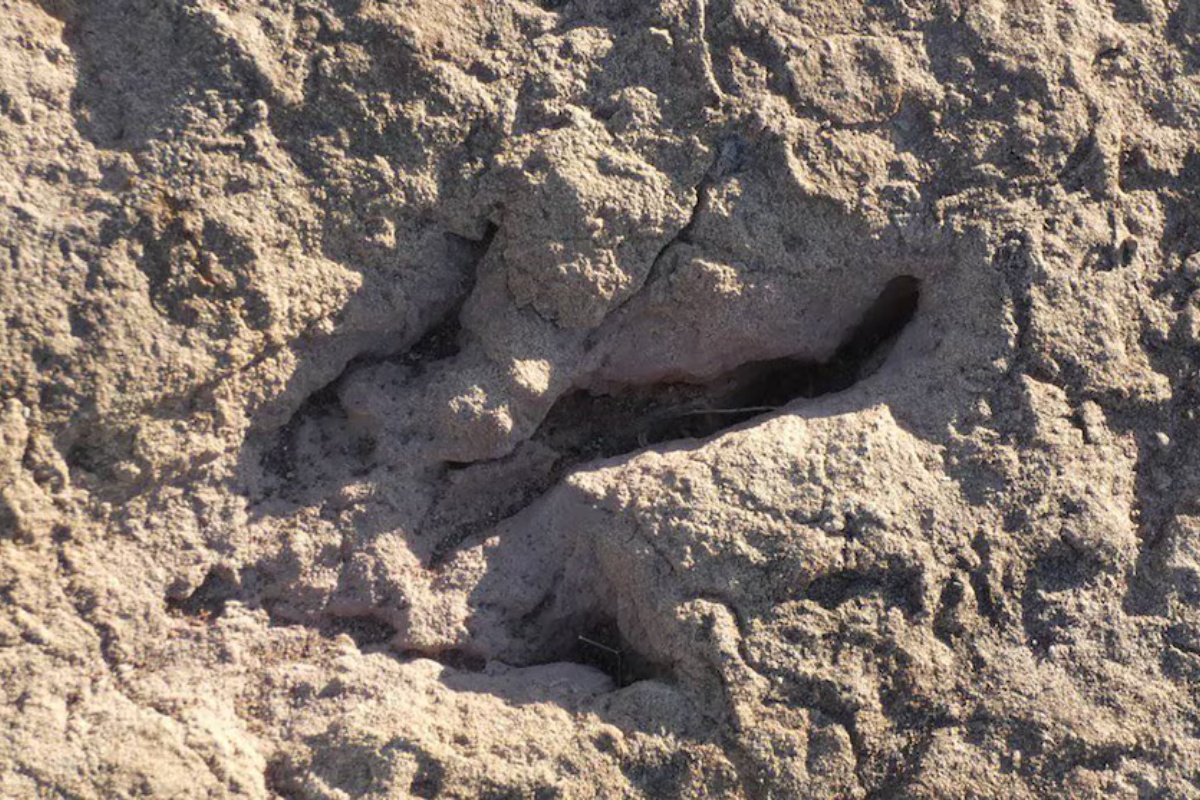 Zaštita paleontološkog nalazišta od propadanja