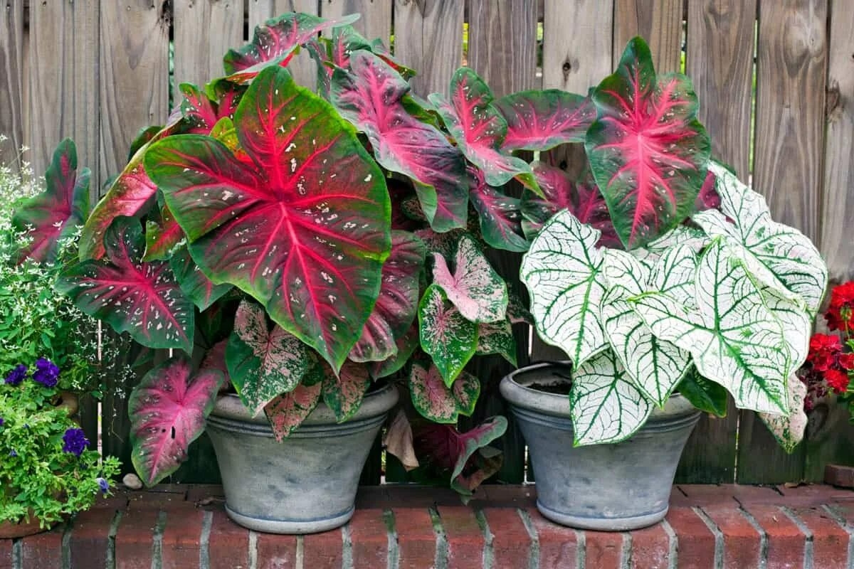 Pet savršenih biljaka za hlađenje balkona i stvaranje vlastite mikroklime ljeti.