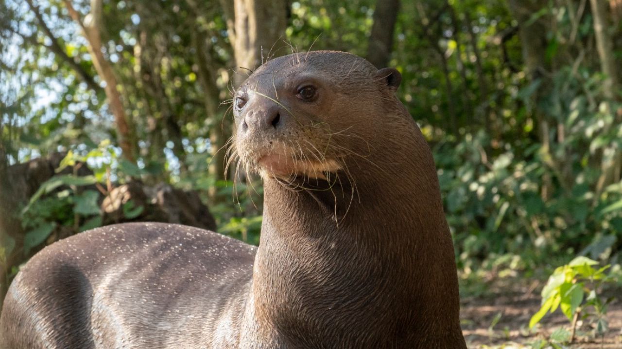 Porodica džinovskih vidri puštena u divljinu