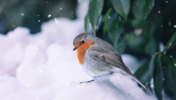 Chráňte červenky v záhrade: táto kuchynská prísada, ktorá stojí menej ako 0,5 eura, je v zime nenahraditeľná