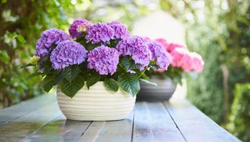 Vaša hortenzie vyzerá smutne? Jedna lyžička tohto kuchynského odpadu jej vráti jej pôvodnú krásu.