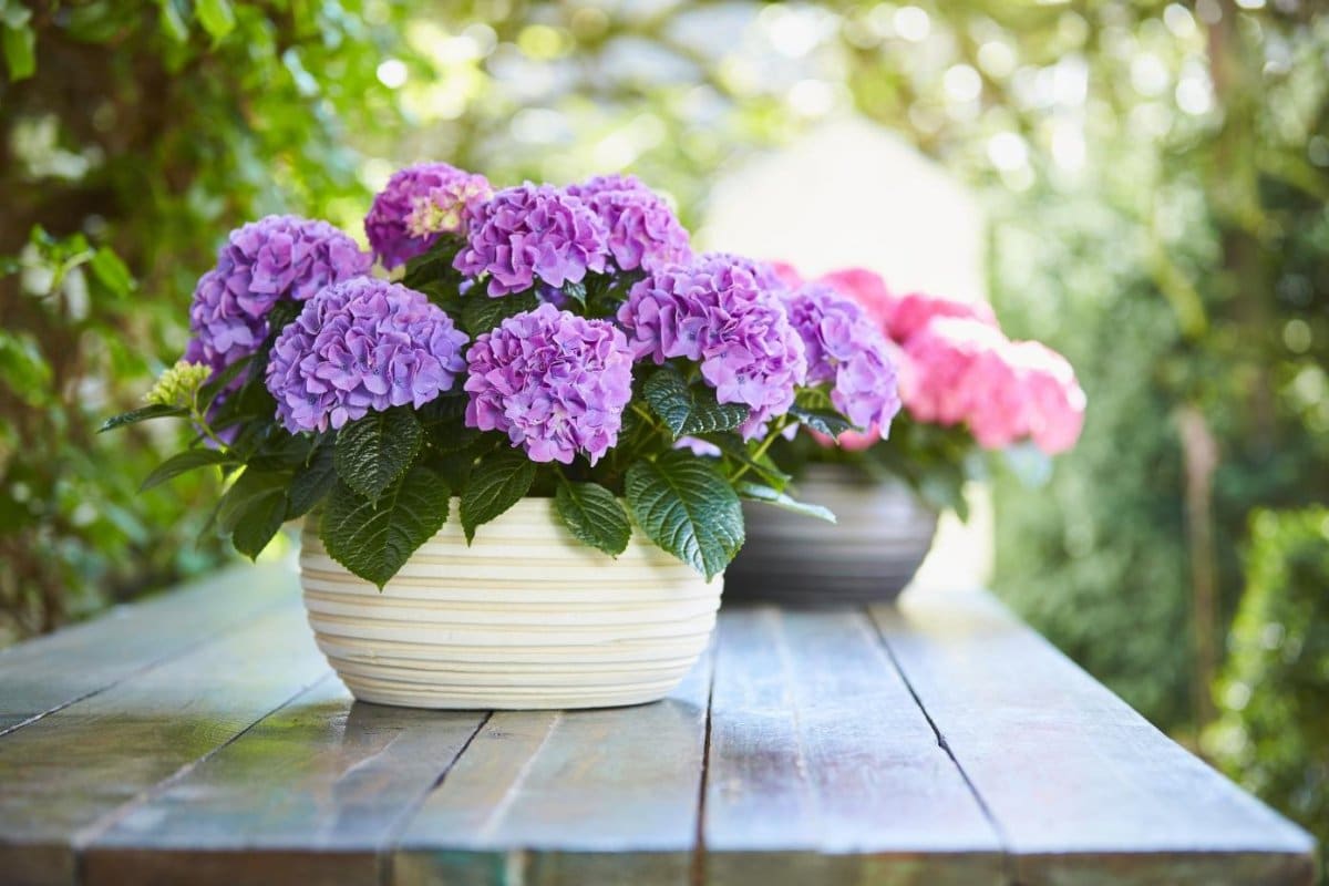 Vaša hortenzie vyzerá smutne? Jedna lyžička tohto kuchynského odpadu jej vráti jej pôvodnú krásu.