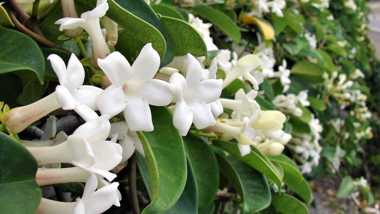 Jasmin u saksiji na gradskom balkonu