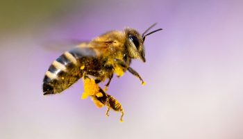 Sună ciudat, dar știința a confirmat acest lucru: conținutul intestinului albinelor demonstrează bunăstarea ecologică a orașului.