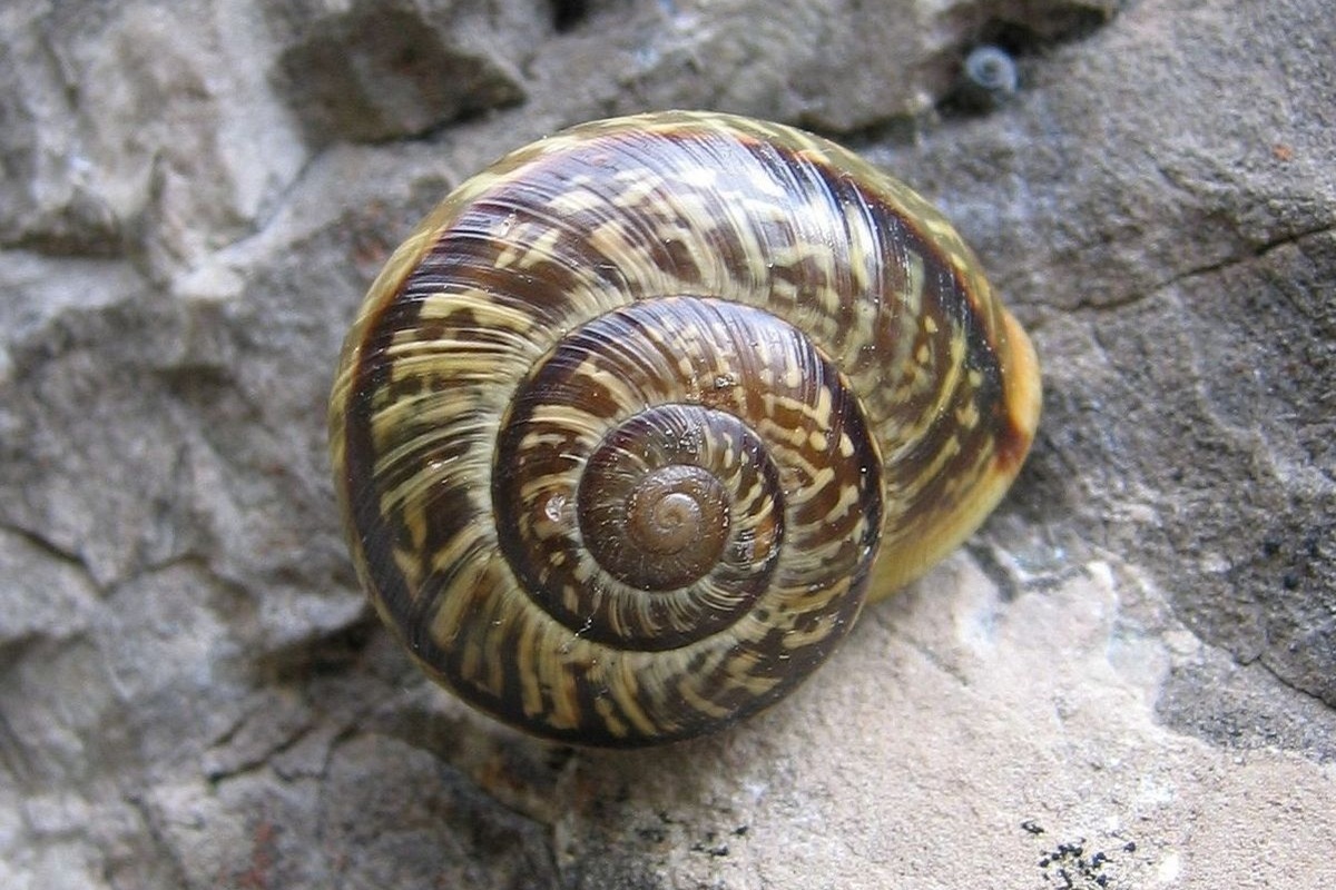 Svjetska zoologija slavi neviđenu prekretnicu: nakon 30 godina izumiranja, puž je ponovno uveden u divljinu.