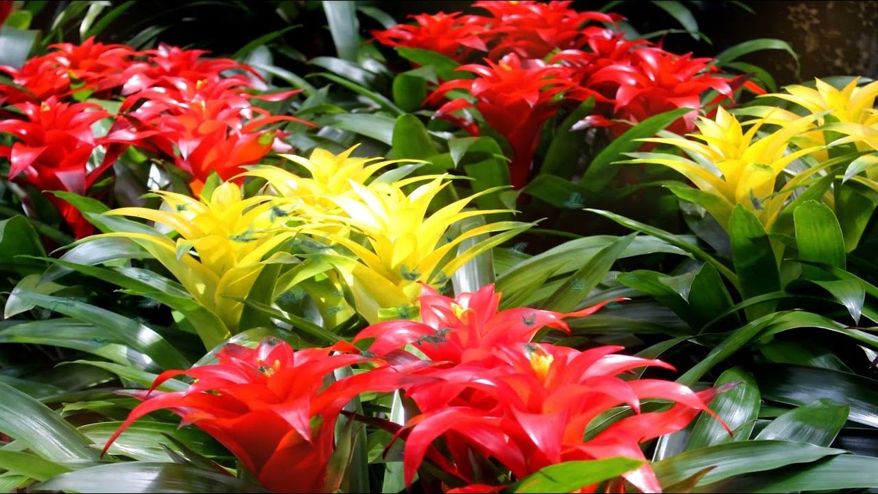 Tropska biljka iz Lidla koja prostoru daje jarke boje i ne zahtijeva posebnu njegu