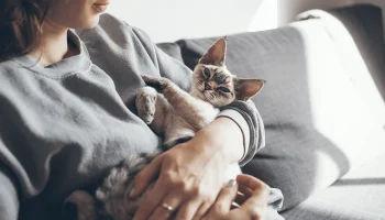 De ce pisicile se freacă de oameni: ce înseamnă acest lucru și când este un semn de avertizare.