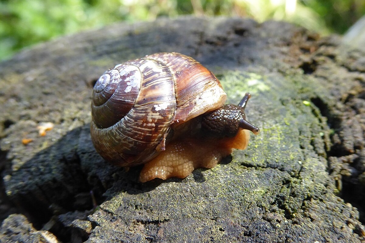 Svjetska zoologija slavi neviđenu prekretnicu: nakon 30 godina izumiranja, puž je ponovno uveden u divljinu.