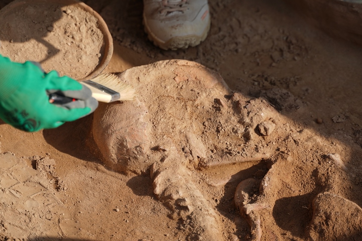 Scoperto un martello realizzato con osso di elefante o mammut risalente a 500.000 anni fa, il più antico d’Europa