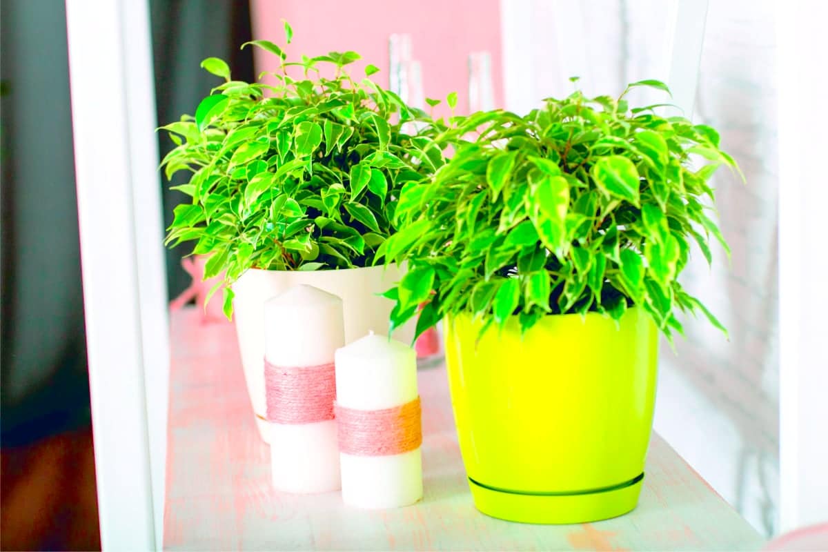 Ekološke alternative plastičnim saksijama