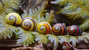 La zoologia mondiale celebra un traguardo senza precedenti: dopo 30 anni di estinzione, una lumaca viene reintrodotta in natura