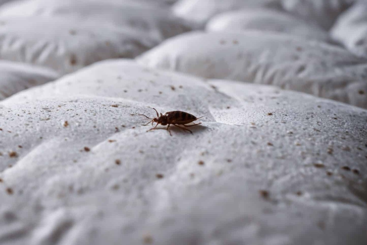 Il luogo di riproduzione delle cimici dei letti in casa. Quasi nessuno controlla questo posto
