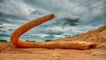 In questo paese &egrave; stato rinvenuto un fossile risalente all'era glaciale, la cui et&agrave; supera i 100.000 anni. - Podere Rega