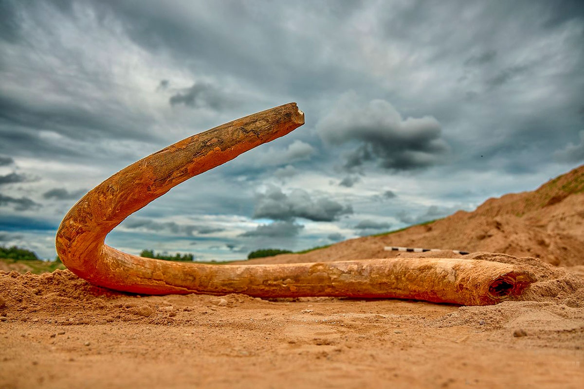 In questo paese &egrave; stato rinvenuto un fossile risalente all'era glaciale, la cui et&agrave; supera i 100.000 anni. - Podere Rega