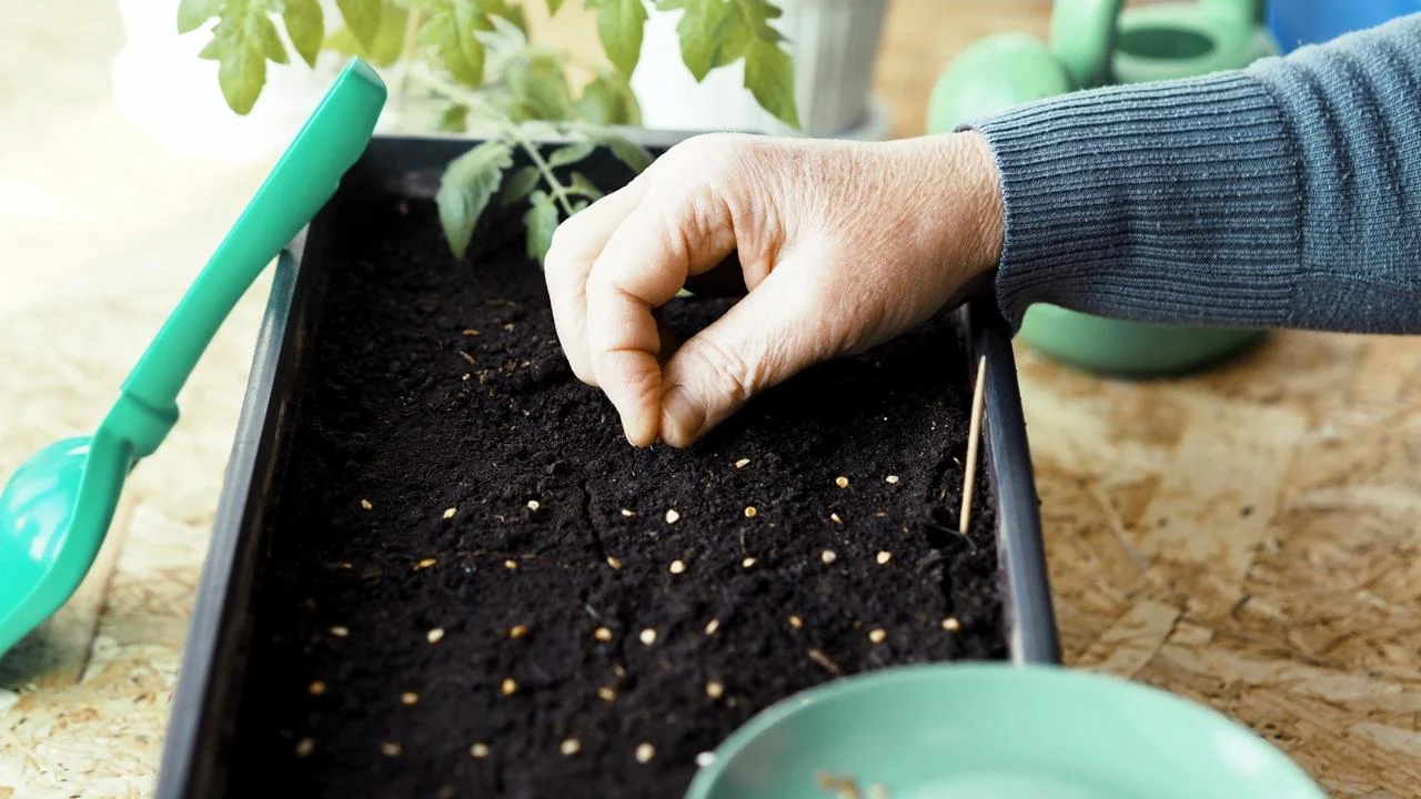Uzgoj salate u veljači u vrtu ili posudama.