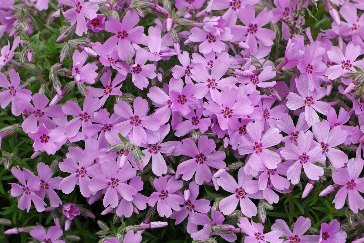 Pepelnica na floksu i kako je spriječiti pravilnom njegom