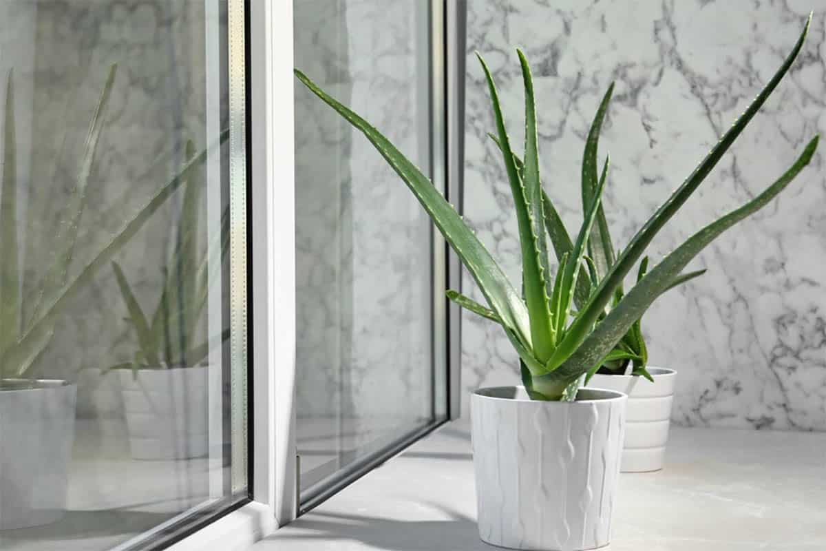 Aloe vera u saksiji na sunčevoj svetlosti