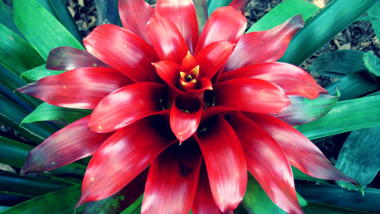 Astăzi, la Lidl a apărut o plantă care va adăuga culori vii în orice cameră și nu necesită îngrijire specială.