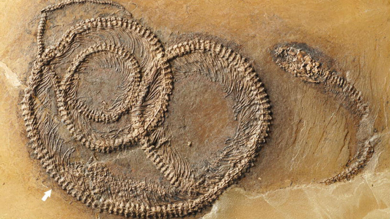 Fosil džinovske morske zmije Palaeophis colossaeus