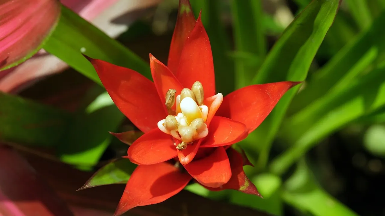 Tamnocrvena bromelija kao dekorativna sobna biljka