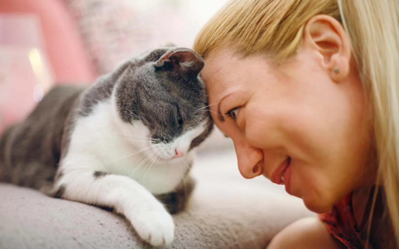 Mačka koja se umiljava u kućnom okruženju