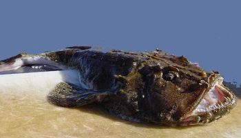 O porție din acest pește conține mai mult decât doza zilnică recomandată de vitamina B12: este un antioxidant și are un conținut scăzut de grăsimi.