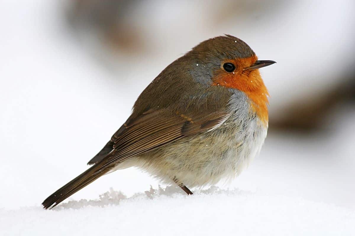 Hranjenje ptica zimi