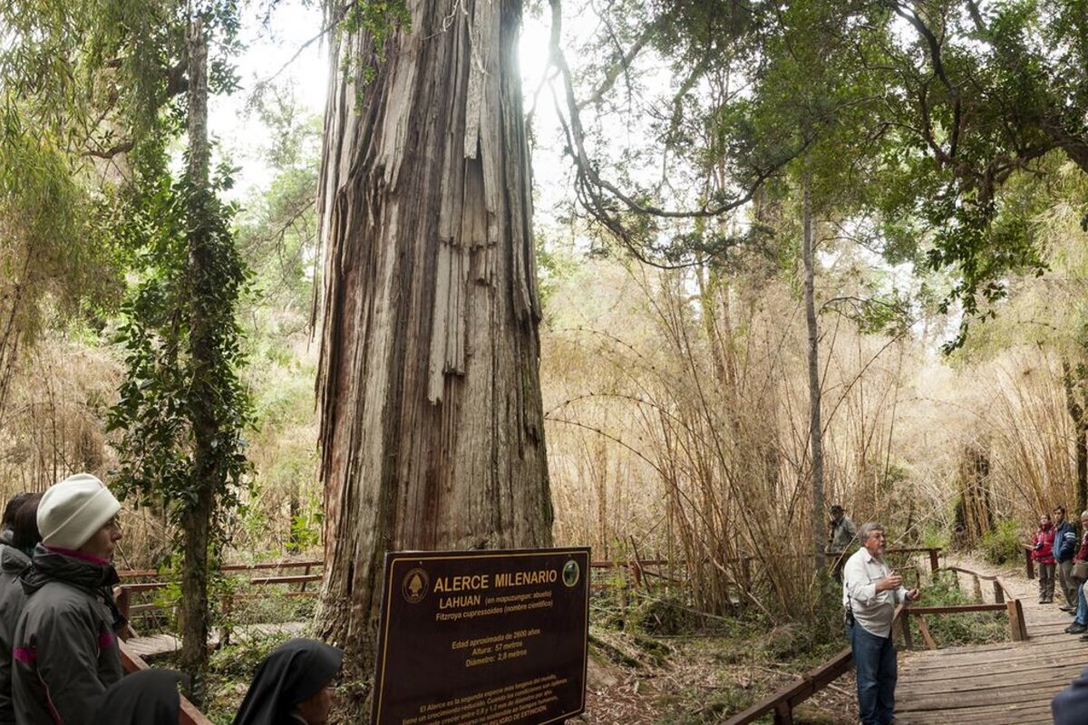Naučnici proučavaju godove drveta