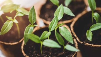 Ideálna rastlina s dlhým cyklom, ktorú možno vysádzať v interiéri už v januári