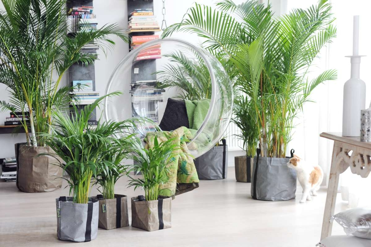 Pet savršenih biljaka za hlađenje balkona i stvaranje vlastite mikroklime ljeti.