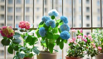 Nici zaț de cafea, nici coji de ouă: îngrășământul de casă, considerat „aurul verde”, vă va ajuta să vă revigorați plantele și să le stimulați creșterea.