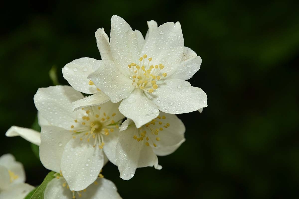 Različite vrste jasmina i njihove karakteristike