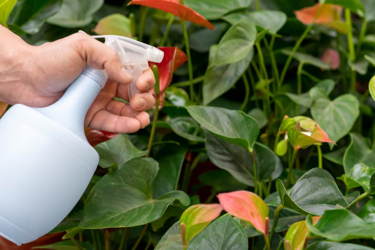 Tajni sastojak za biljke: čemu služi i kako ga koristiti