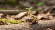 Ako vidite cvrčka u svojoj kući, morate znati šta to znači i zašto je dobro