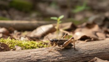 Ako vidite cvrčka u svojoj kući, morate znati šta to znači i zašto je dobro