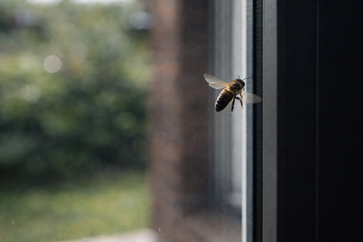 Šta znači kada pčela leti oko vaše kuće, prema Feng Šuiju