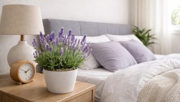 Savršena biljka za spavaću sobu tokom leta: Tera komarce i zahteva malo zalivanja