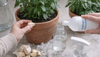 Korišćenje čenova belog luka i hidrogena: čemu služe i zašto se preporučuju za biljke