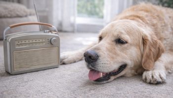 Ostavljanje upaljenog radija kada pas ostane sam: zašto se preporučuje i kako pomaže