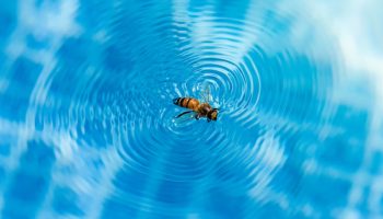 Nisu mrtvi: kako spasiti insekte koji se dave u bazenu, prema rečima stručnjaka