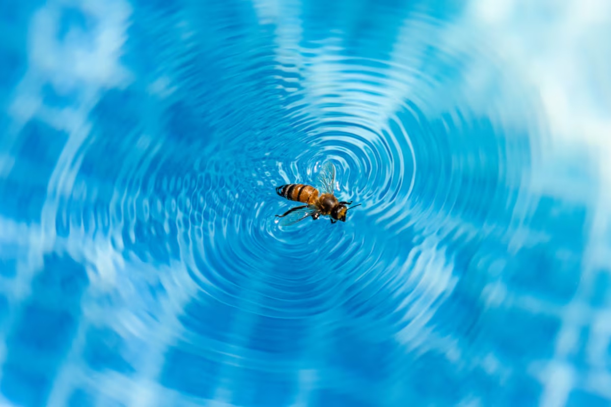 Nisu mrtvi: kako spasiti insekte koji se dave u bazenu, prema rečima stručnjaka